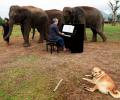 Meet the pianist for elephants