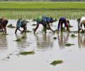 MSP of 14 summer crops hiked, paddy's raised by Rs 200 a quintal