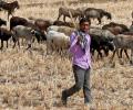 Govt cancels export of sheep, goats to UAE after protests by Jains