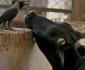 'BJP government is doing precious little to stop cattle smuggling'