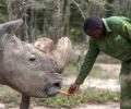 World's last male northern white rhino dies