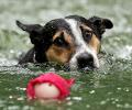 Dogs battle it out at the 'Common Woof Games'