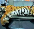 Tigress Avni shot in self-defence, says sharpshooter