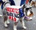 'Brexit's barking', say UK dog owners in 'Wooferendum March'