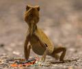 Stunning contenders for Wildlife Photographer of the Year awards