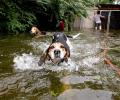 Good Samaritans work to rescue animals from Hurricane Florence