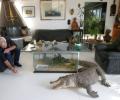 The Frenchman who shares his home with 400 reptiles