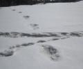 Army claims to have spotted footprints of 'Yeti'