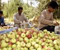 'Pear, apple harvest rotting in Kashmir'