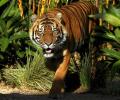 Tiger walks record 1,300 km for mate and prey