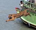 'Tiger populations have boomed'