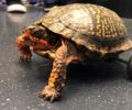 Turtle who lost both back legs gets rolling!