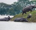 Assam flood: 90% of Kaziranga National Park submerged