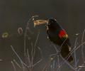 Audubon photography awards show breathtaking beauty of birds