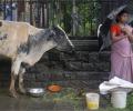 Meet BJP's Mumbai leader who wants to end illegal cow menace