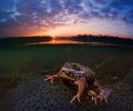 Winners of the Underwater Photographer of the Year are a visual feast