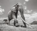 The incredibly rare 'Elephant Queen' in Kenya