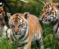 Sumatran Tiger cubs make public debut at Sydney zoo