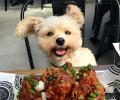 Meet Popeye the Foodie Dog