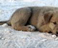 Pup orphaned during Baghdadi raid finds new home