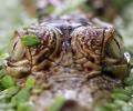 Stunning finalists in the 'best photo of eyes' contest