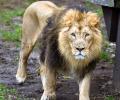 WATCH: Man comes face-to-face with lion at zoo, rescued