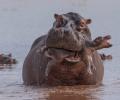 Natural History Museum's Wildlife Photographer of the Year