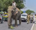 Missing Delhi elephant, found after 2 months