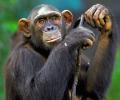 ED attaches chimpanzees, marmosets under PMLA in Bengal