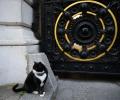 'Chief mouser' Palmerston retires as UK's top diplomatic cat