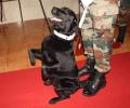 Meet Vida and Sophie, army dogs PM Modi spoke about