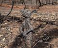 The horrible price wildlife is paying due to Australian fires