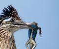 These images show birds at their very best!