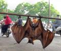 How bats offer clues to combat COVID-19