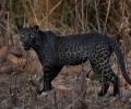 Rare 'black' leopard spotted in Tadoba, image goes viral