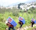 Himachal's hills come alive with labourers from Nepal