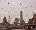 Swarms of locusts enter Jaipur residential areas