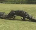 Gator vs Gator: Who do you think won?