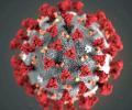 Coronavirus mutations may not make it more infectious: Study