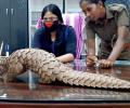 Pangolin rescued from Odisha quarantine centre to undergo COVID-19 test