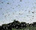 Maha, UP, MP target locust swarms; more invasions predicted