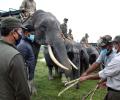 Elephant safari resumes at Kaziranga National Park