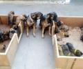 ITBP gets 17 'Osama Hunter' pups in canine squad