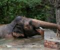 World's 'loneliest elephant' is finally free