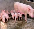 Strain of coronavirus in pigs can jump to humans: Study