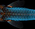 Photographing the Microscopic: Winners of Nikon Small World 2020