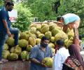 'Jackfruit flour may control diabetes'