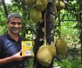 From Microsoft to Jackfruit 365!