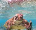 Turtle with an attitude problem is 2020's funniest wildlife photo