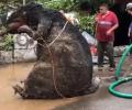 'Giant rat' found in Mexico City drain